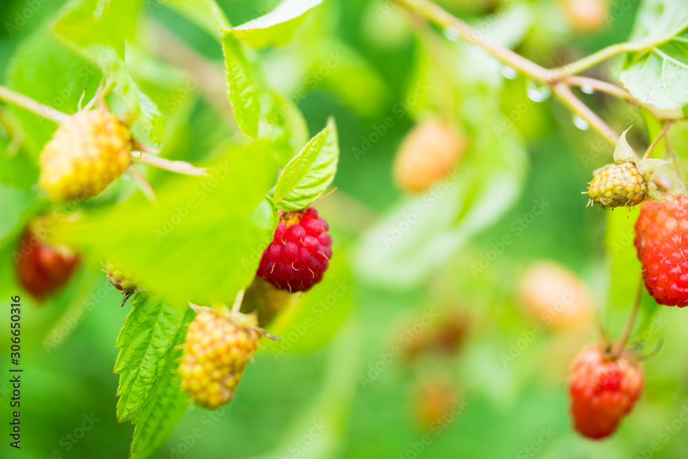 Branch with ripe raspberry in the garden. Selective focus. Shallow depth of field. Branch with ripe raspberry in the garden. Selective focus. Shallow depth of field.
