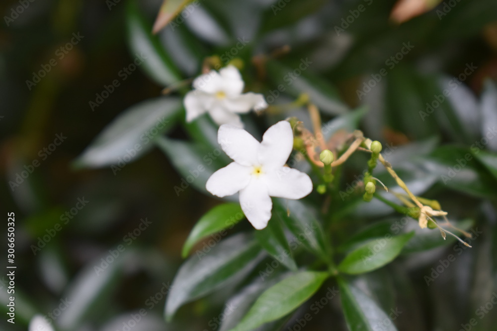 Bellissimi fiori bianchi e pianta crescono spontanei in Bali, Indonesia Bellissimi fiori bianchi e pianta crescono spontanei in Bali, Indonesia