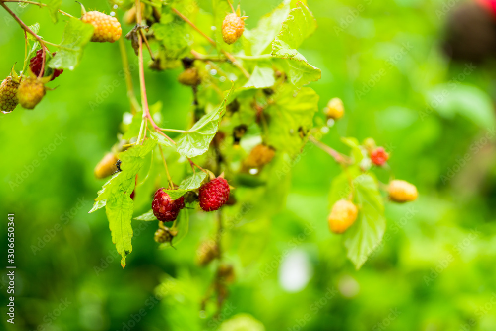 Branch with ripe raspberry in the garden. Selective focus. Shallow depth of field. Branch with ripe raspberry in the garden. Selective focus. Shallow depth of field.