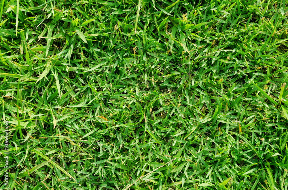 Green grass pattern and texture for background. Close-up Green grass pattern and texture for background. Close-up