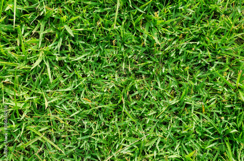 Green grass pattern and texture for background. Close-up