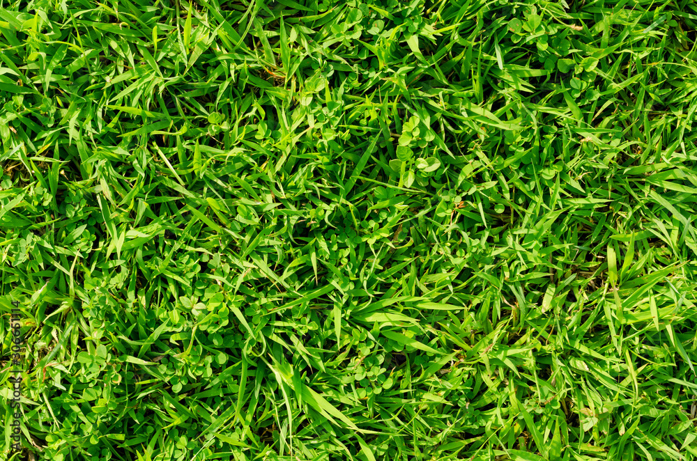 Green grass pattern and texture for background. Close-up Green grass pattern and texture for background. Close-up