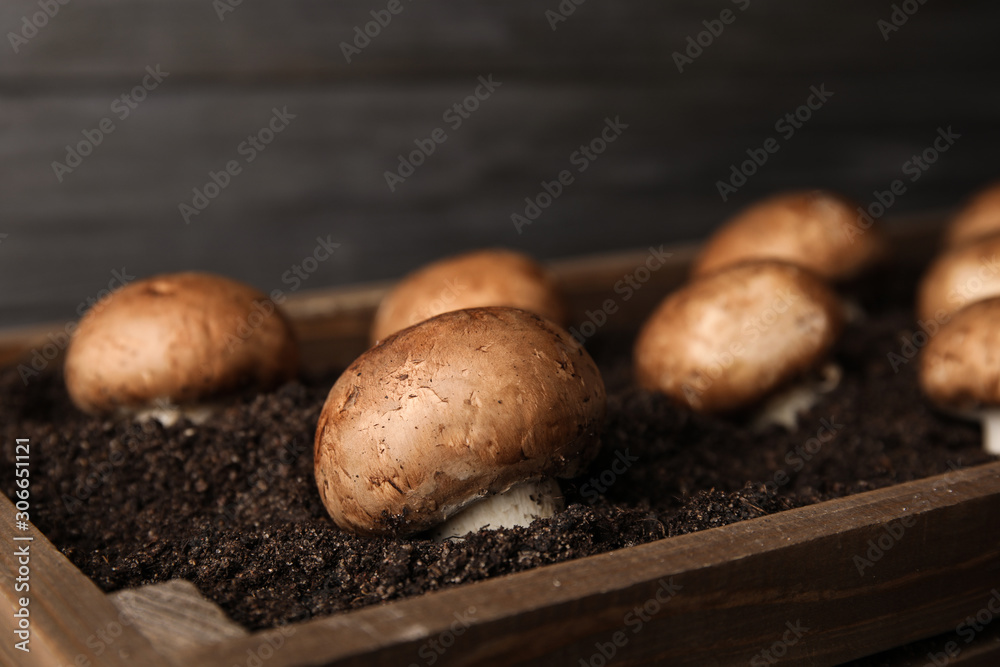 Brown champignons growing on soil in wooden crate, closeup. Mushrooms cultivation Brown champignons growing on soil in wooden crate, closeup. Mushrooms cultivation