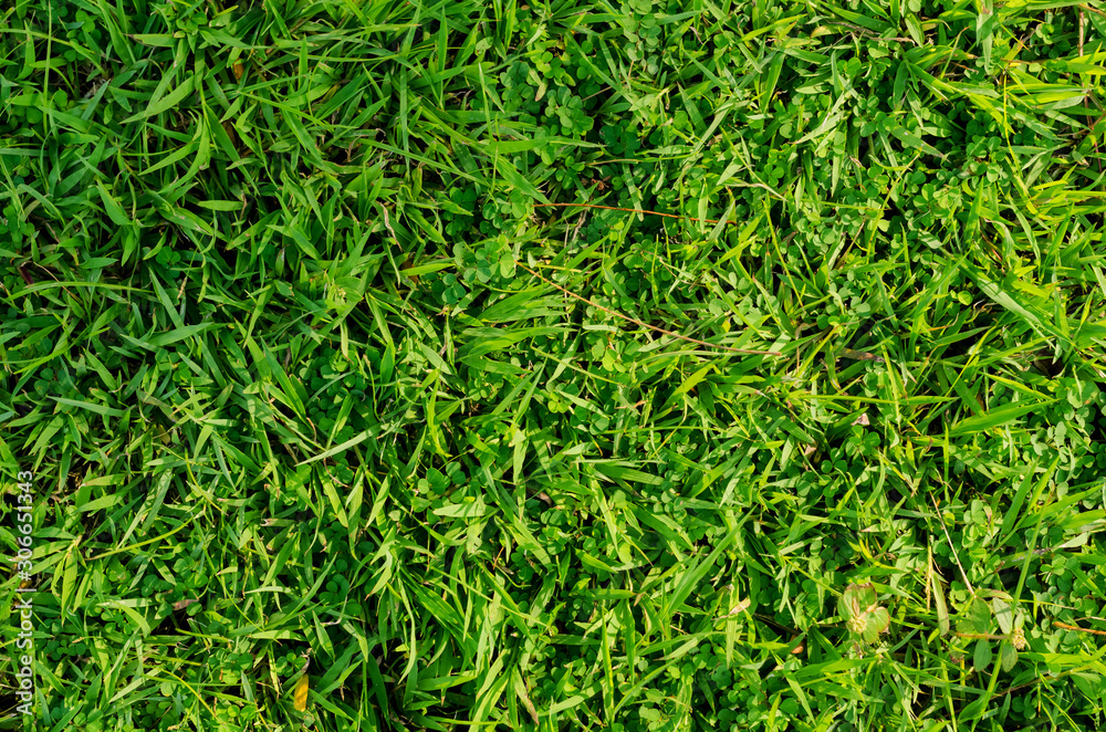 Green grass pattern and texture for background. Close-up Green grass pattern and texture for background. Close-up