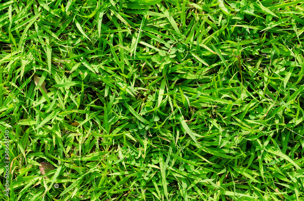 Green grass pattern and texture for background. Close-up Green grass pattern and texture for background. Close-up