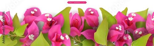 Vector illustration of Floral tropical border, realistic pink flowers and green leaves of bougainvillea, seamless vector pattern