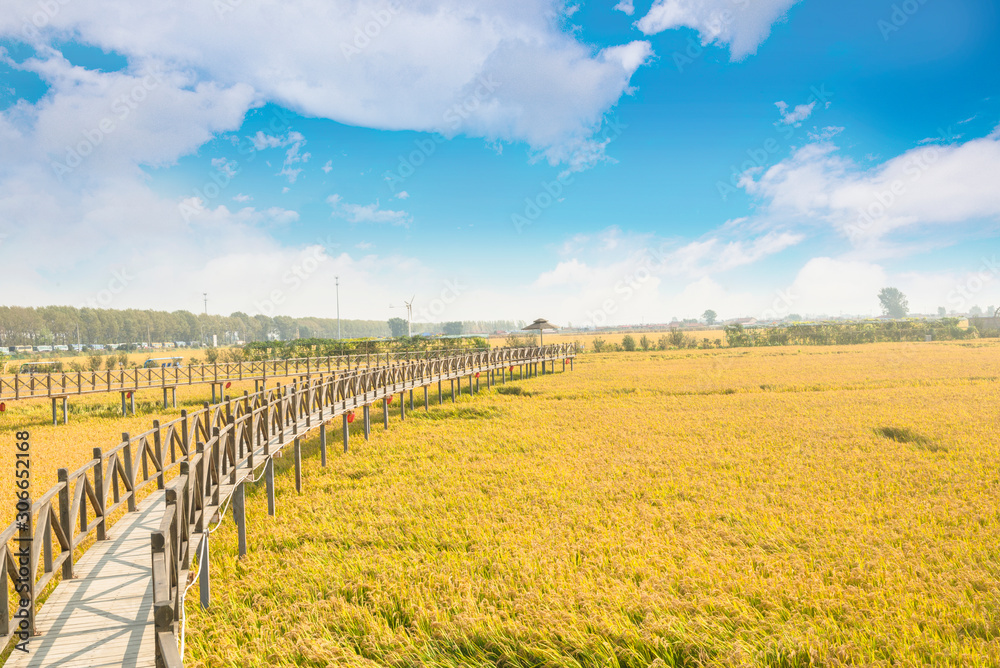 Fototapeta premium Under the blue sky and white clouds, the golden rice was heavy