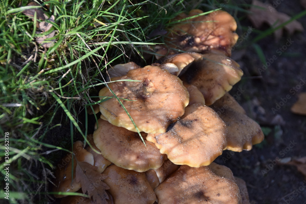 mushrooms in forest mushrooms in forest