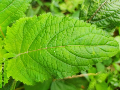 close up of green leaf © Basree