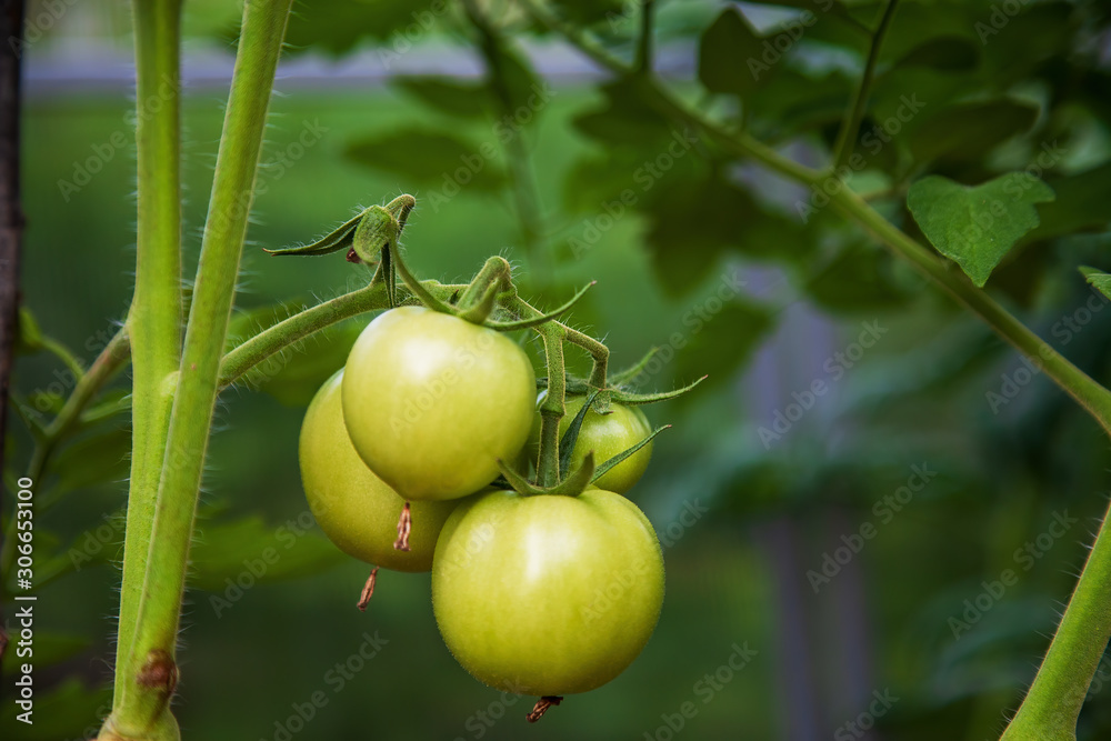 Green tomatoes in the beds