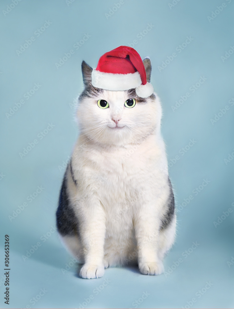 funny cat in santa hat and framed picture with copy space christmas post card photo funny cat in santa hat and framed picture with copy space christmas post card photo
