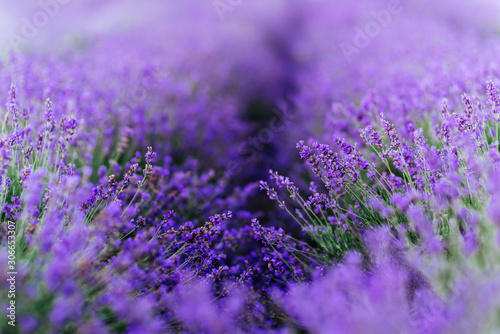 Lavender bushes closeup on sunset. Sunset gleam over purple flowers of lavender. photo
