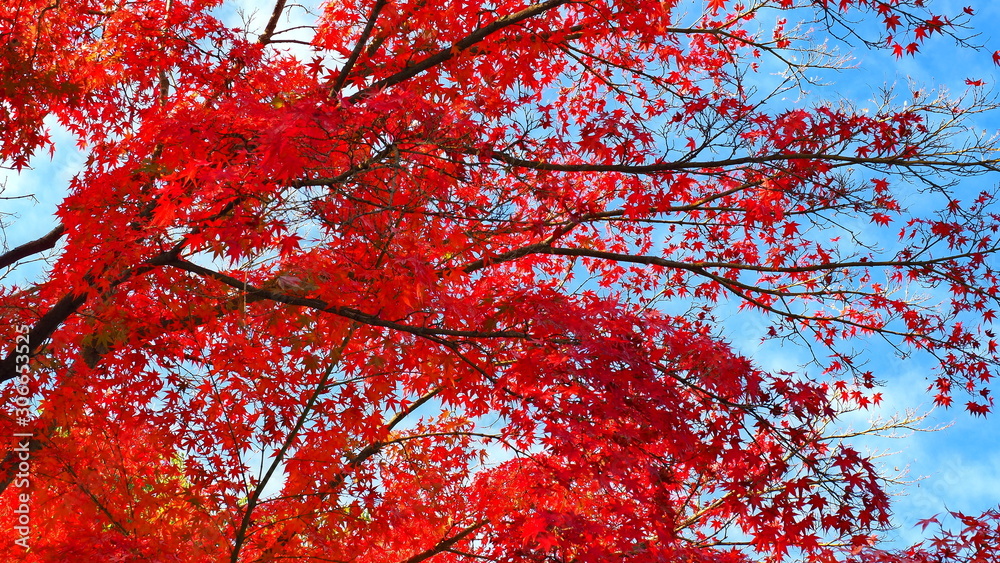 栗林公園の紅葉2 栗林公園の紅葉2