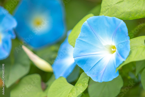 Foto Morning glory in bloom or Blue flower on the bamboo wooden fence with copy space