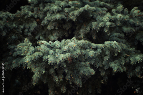 Winter spruce close-up in a frosty forest