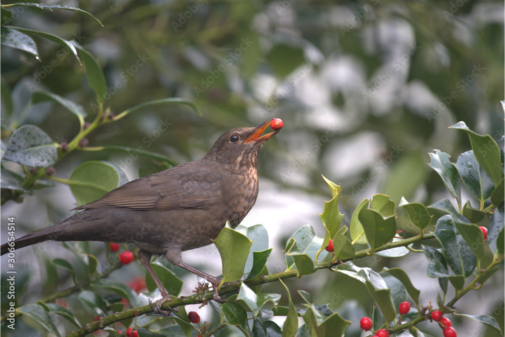 Weibliche Amsel Weibliche Amsel