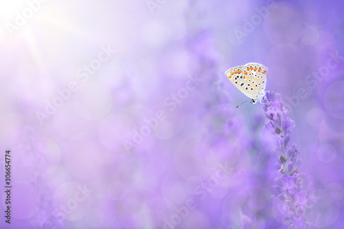 Butterfly resting on a lavender flower in a lavender flower flield © Elles Rijsdijk