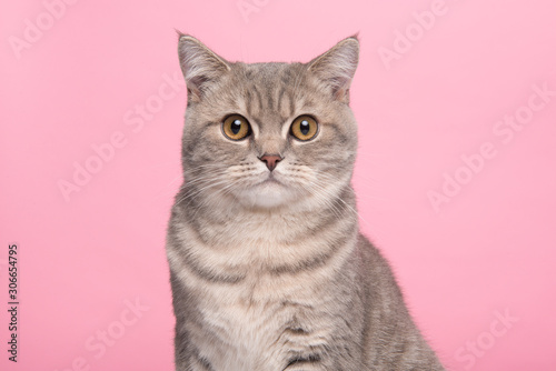 Portrait of a grey tabby british shorthair looking at the camera on a pink background