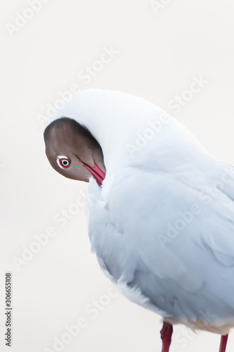 Portrait of Brown-headed Gull. © Tanes