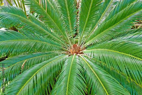 Closeup view of flower of female Sago palm Cycas revoluta   also known as king sago palm.
