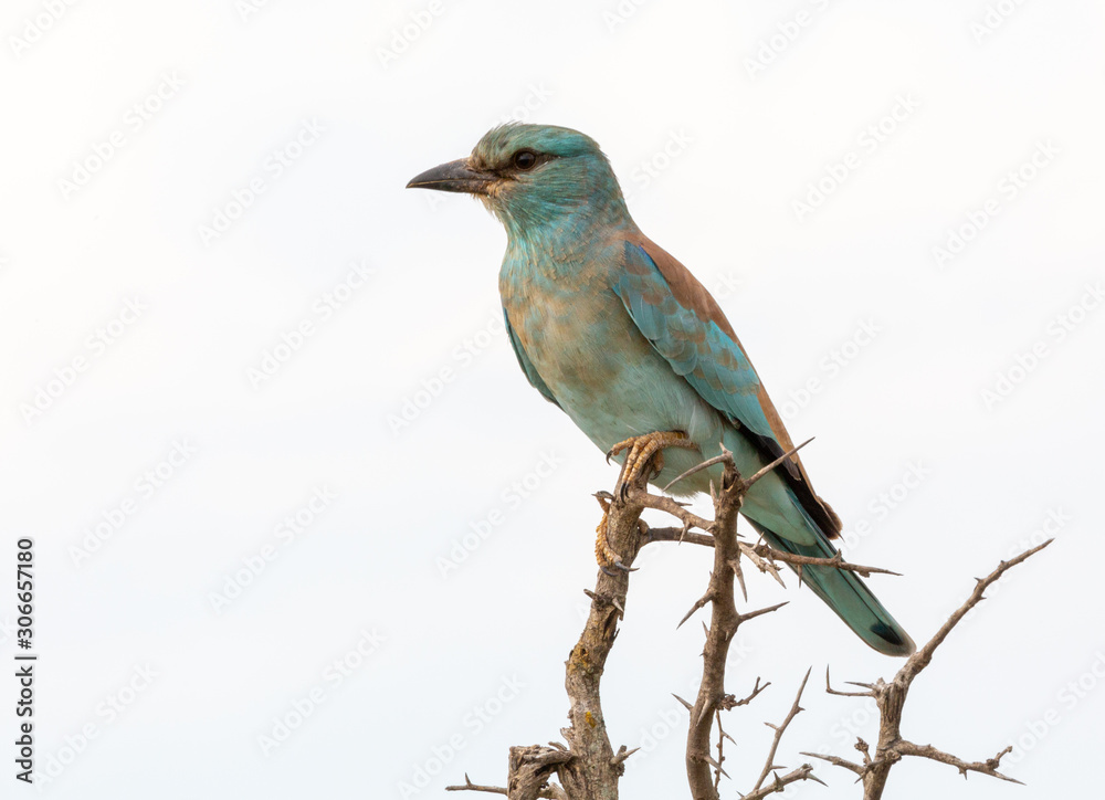 Fototapeta premium european roller