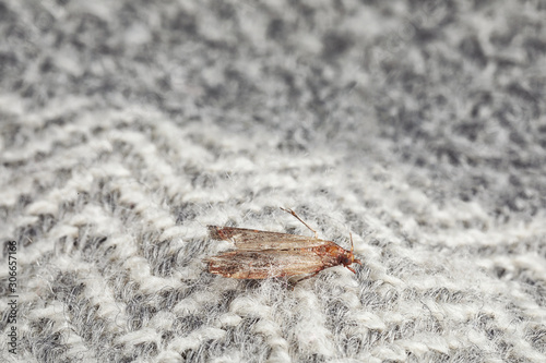 Common clothes moth (Tineola bisselliella) on light grey fabric, closeup photo