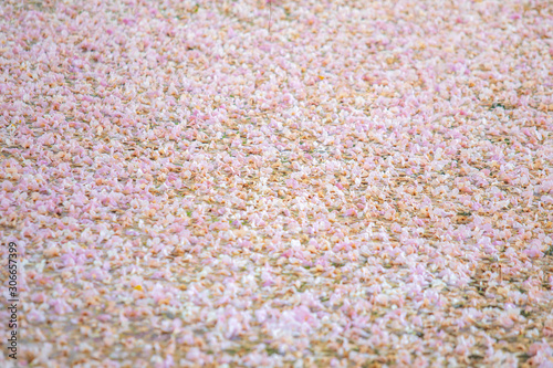 Pink Pantip or pink flower sakura fall on the water for back drop or background. © Phongsak