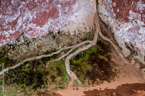 Roots in a cave at Ciudad de Itas  park at Torotoro in Bolivia. photo