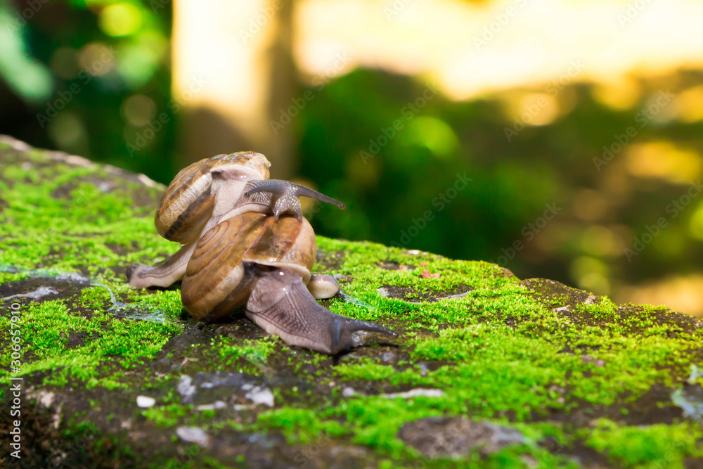 The snail mixed small species with medium sized bokehs.