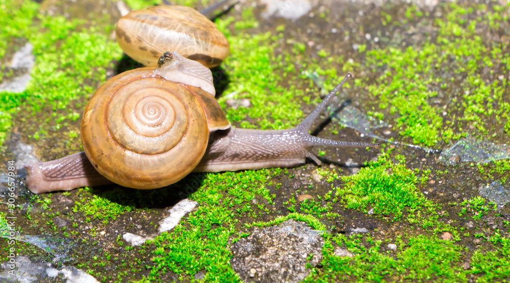 The snail mixed small species with medium sized bokehs. The snail mixed small species with medium sized bokehs.
