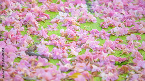Fototapeta Naklejka Na Ścianę i Meble -  Pink Pantip or pink flower sakura fall on the green water for back drop or background.