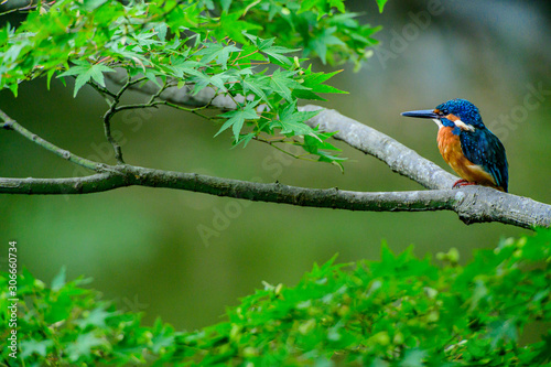 kingfisher © Nature_Japan_NM