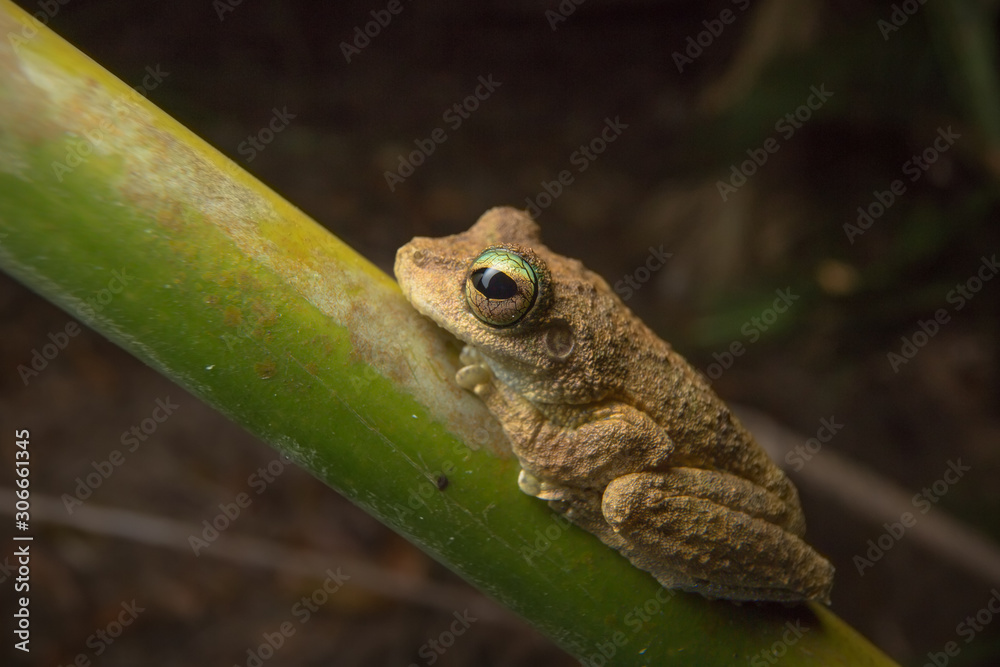 Obraz premium Frog on a Vine