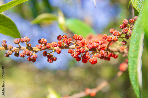 Red wild berry at forest that bird like to eat. © Phongsak
