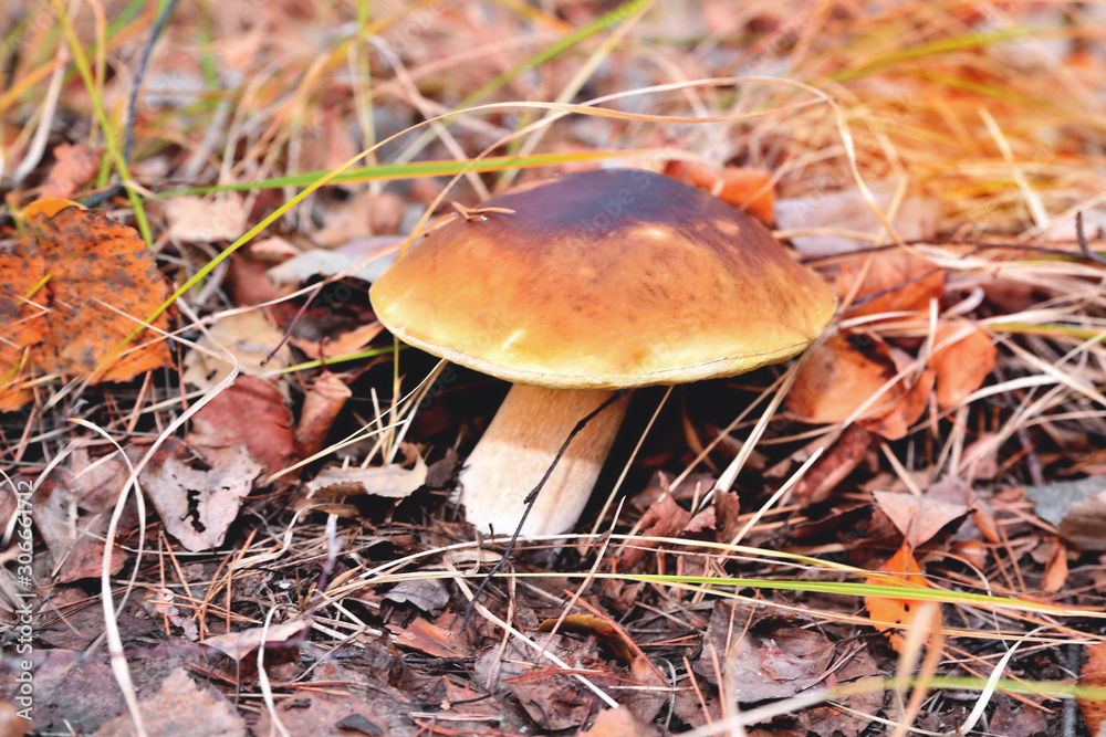 Natural white mushroom growing in a forest in the grass and old withered leaves. Edible mushroom with a brown hat, sunny flare autumn day Natural white mushroom growing in a forest in the grass and old withered leaves. Edible mushroom with a brown hat, sunny flare autumn day
