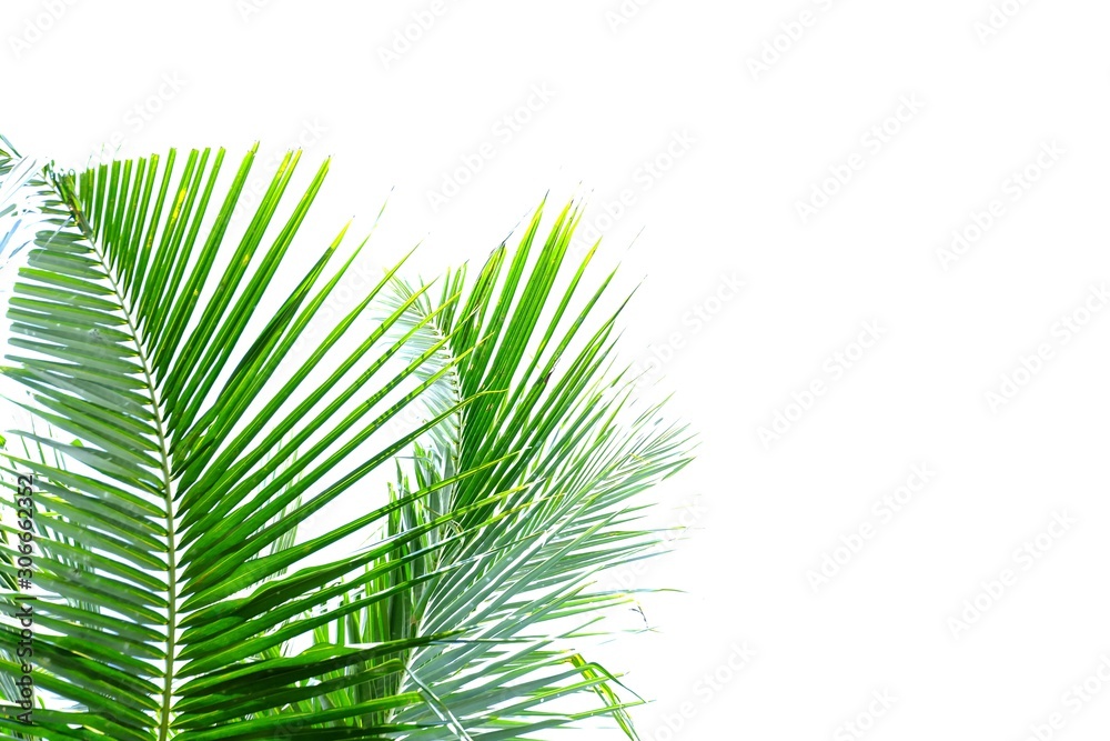 Fototapeta premium Coconut leaves with branches on white isolated background for green foliage backdrop 