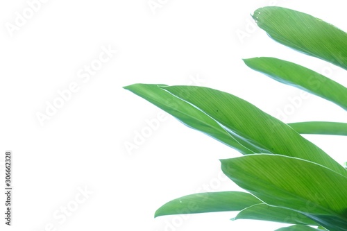 Tropical Galangal plant leaves growing in a garden on white isolated background for green foliage backdrop 