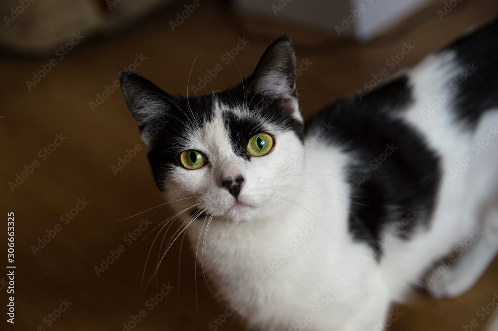 A Black and white house Cat with Green Eyes
