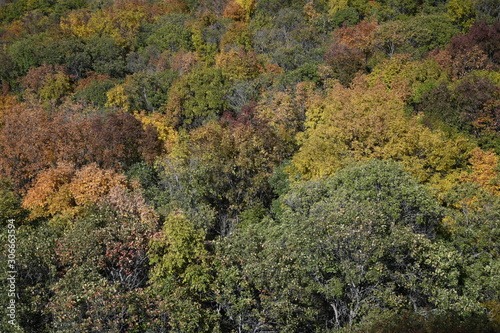 Fototapeta Naklejka Na Ścianę i Meble -  colorful autumn forest top view