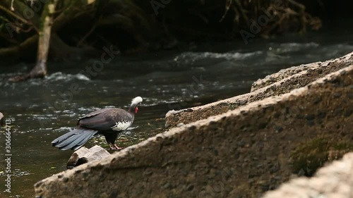Black-fronted Piping-guan (Pipile jacutinga) feeding on algae in a river in the subtropical rainforest of Argentina photo