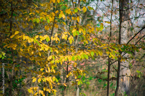 Beautiful autumn forest during sunset time. Azerbaijan Nature