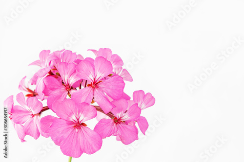 Pink flowers on white background close up and soft focus. 