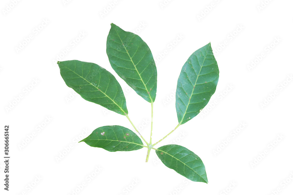 Pink trumpet tree or Tabebuia rosea leaf isolated on white background