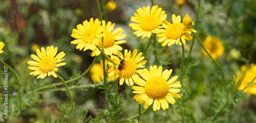 Cota tinctoria or golden marguerite producing daisy-like yellow flowers in summer 
