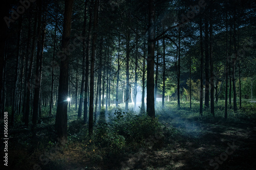 Magical lights sparkling in mysterious pine forest at night. © zef art