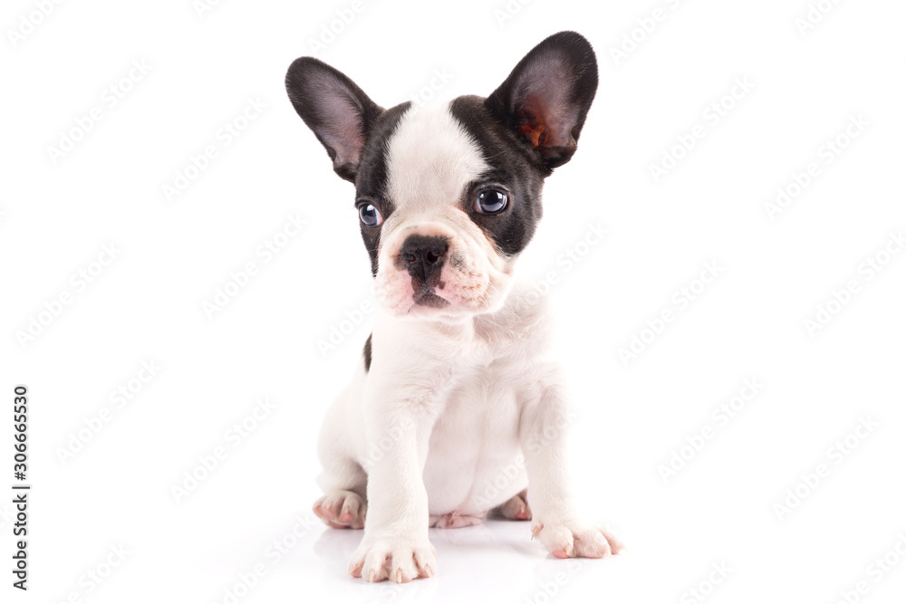 French bulldog puppy isolated on white background French bulldog puppy isolated on white background
