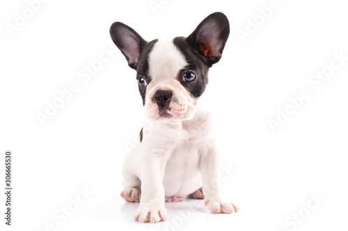 French bulldog puppy isolated on white background