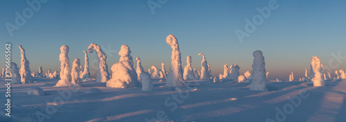 Panorama view of the snow packed trees on Riisitunturi fell at winter in Riisitunturi National Park, Posio, Finland photo