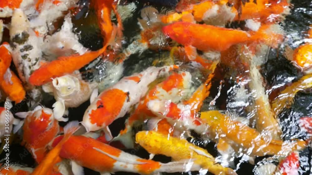 Colorful Koi fish group swimming in domestic fish pond - fresh water creature relax background concept Colorful Koi fish group swimming in domestic fish pond - fresh water creature relax background concept