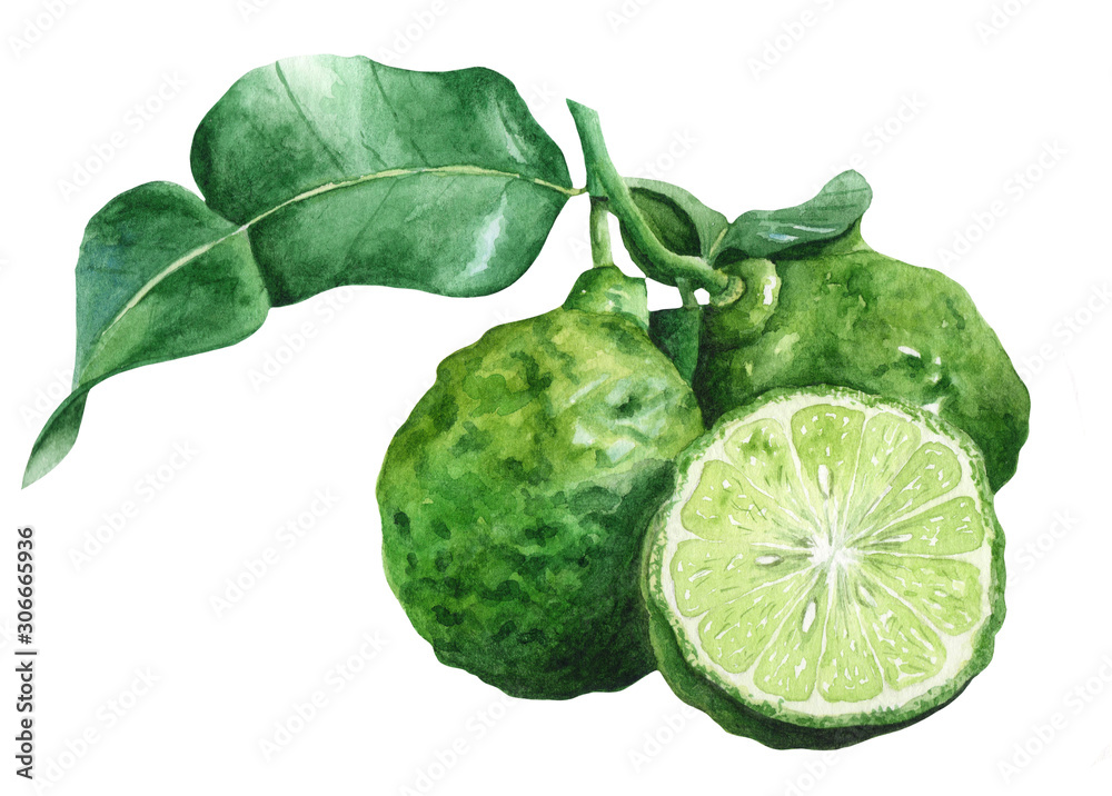 Naklejka premium Drawing lime on a branch with leaves painted by watercolor